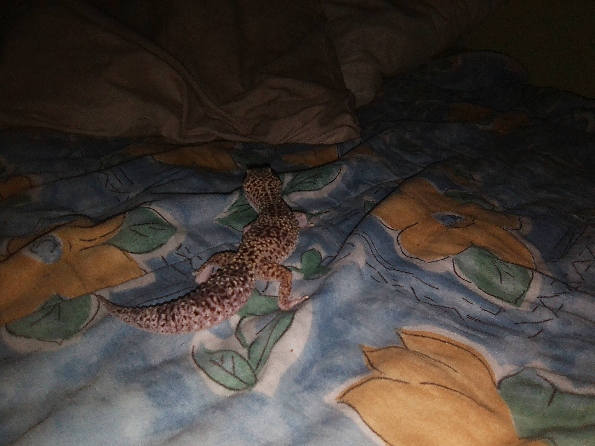 Elsa participe au concours pour gagner de l'argent avec cette photo : illustration, organism, wildlife