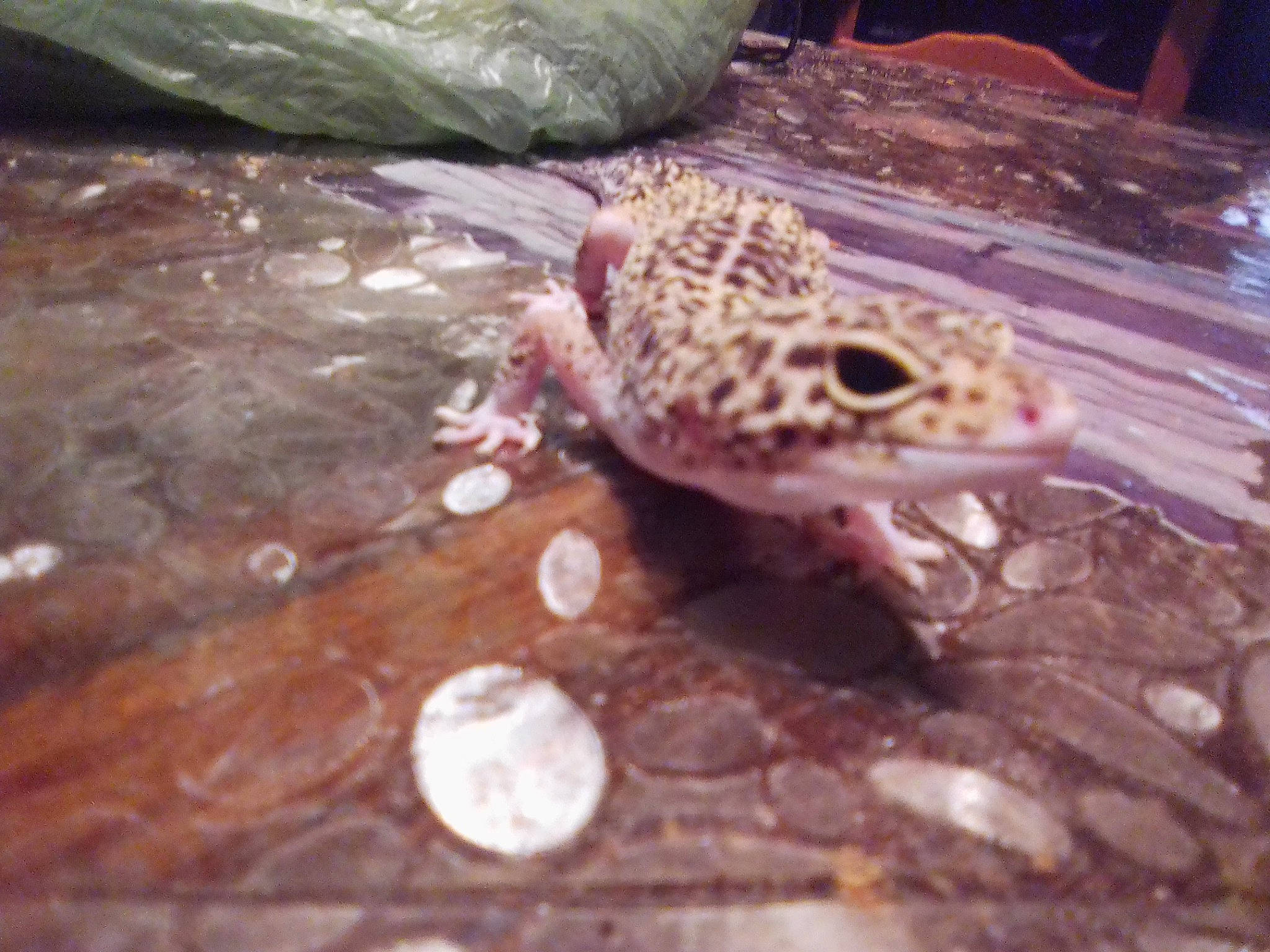 Elsa participe au concours pour gagner de l'argent avec cette photo : _anole, adaptation, amphibian, gecko, lizard, reptile, scaled_reptile