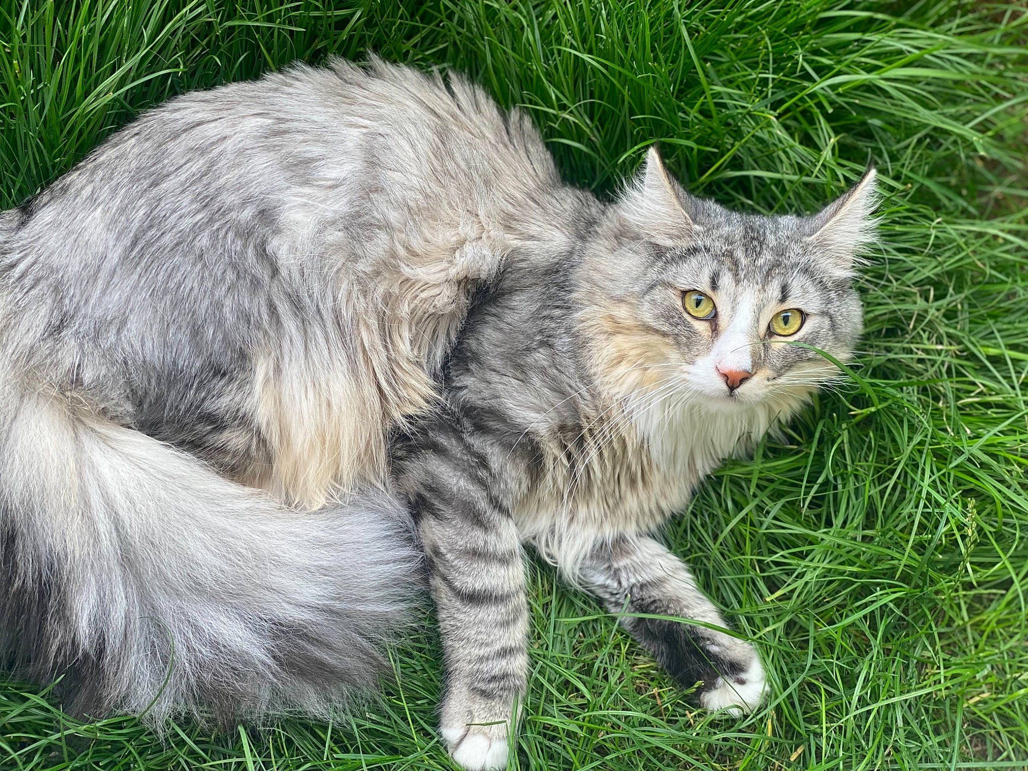 Roky participe au concours pour gagner de l'argent avec cette photo : carnivore, cat, claw, domestic_short_haired_cat, eye, felidae, fur, grass, grassland, groundcover, maine_coon, plant, small_to_medium_sized_cats, snout, tail, terrestrial_animal, tree, whiskers, wildlife