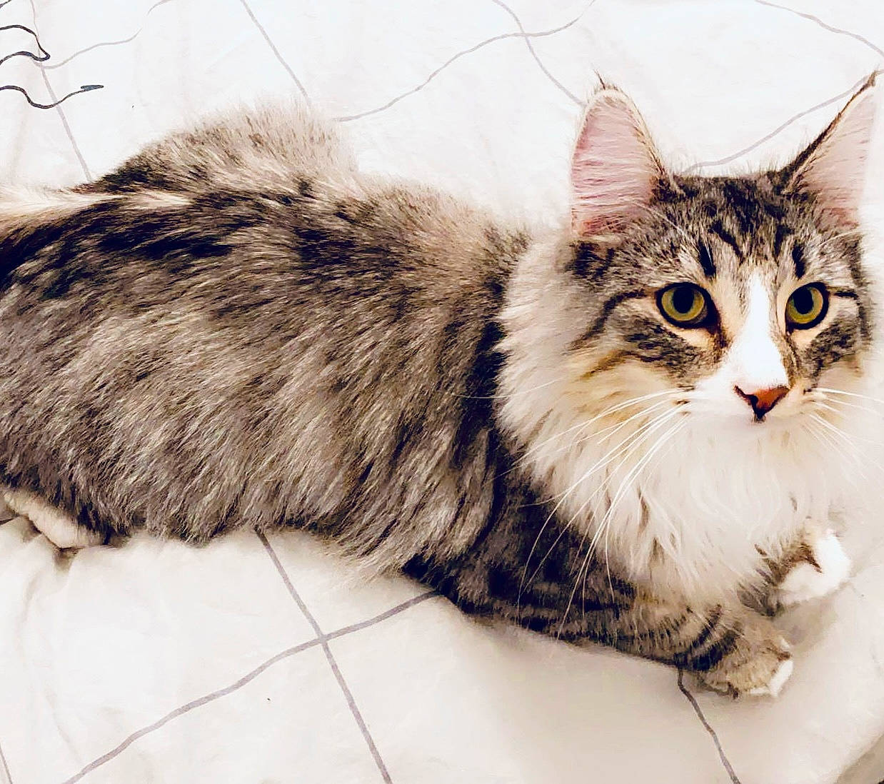 Roky participe au concours pour gagner de l'argent avec cette photo : box, carnivore, cat, claw, comfort, domestic_short_haired_cat, felidae, fur, maine_coon, paw, siberian, small_to_medium_sized_cats, snout, tail, terrestrial_animal, tree, whiskers