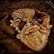 Bob And Sativa is registered to the contest to win money with this photo: adorable, animal, bed, blanket, cat, companion, cozy, cuddle, cute, domestic_cat, feline, fur, pets, relaxation, resting, sleeping, snuggle, tabby_cat, two_cats, warm