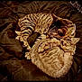 adorable, animal, bed, blanket, cat, companion, cozy, cuddle, cute, domestic_cat, feline, fur, pets, relaxation, resting, sleeping, snuggle, tabby_cat, two_cats, warm