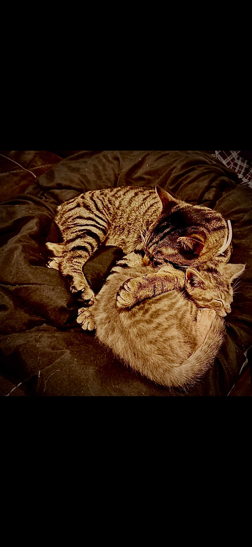 Bob And Sativa is registered to the contest to win money with this photo: adorable, animal, bed, blanket, cat, companion, cozy, cuddle, cute, domestic_cat, feline, fur, pets, relaxation, resting, sleeping, snuggle, tabby_cat, two_cats, warm
