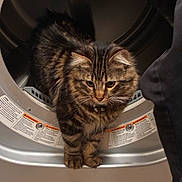Ozzy joined the competition — help win amazing prizes! cat, kitten, tabby, pet, feline, fur, whiskers, paws, stripes, collar, dryer, appliance, laundry, indoor, curious, peeking, metal, portrait, sitting, household