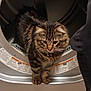 cat, kitten, tabby, pet, feline, fur, whiskers, paws, stripes, collar, dryer, appliance, laundry, indoor, curious, peeking, metal, portrait, sitting, household