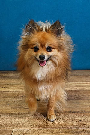 Shadow participe au concours pour gagner de l'argent avec cette photo : canidae, carnivore, companion_dog, dog, dog_breed, eye, fawn, flooring, fur, german_spitz, german_spitz_klein, german_spitz_mittel, hair, head, snout, spitz, sporting_group, toy_dog, whiskers, wood