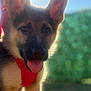 puppy, dog, german_shepherd, close_up, red_harness, tongue_out, outdoor, sunlight, blurred_background, greenery, pet, young_dog, ears, fur, cute, animal, canine, playful, portrait, daylight