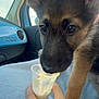 Charlie is registered to the contest to win money with this photo: puppy, dog, german_shepherd, car_interior, hand, plastic_cup, blanket, window, sky, blue_dashboard, fur, ears, nose, curious, pet, close_up, indoor, young_dog, light, daytime