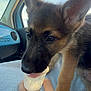 Charlie joined the competition — help win amazing prizes! puppy, dog, german_shepherd, car_interior, hand, cup, treat, blue_sky, window, ears, fur, nose, tongue, pet, animal, cute, young, indoor, daylight, blanket