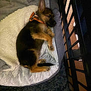 Charlie is registered to the contest to win money with this photo: puppy, dog, german_shepherd, bed, blanket, collar, resting, sleeping, indoor, pet, cozy, furry, animal, cute, fur, paw, side_view, cage, comfort, young_dog