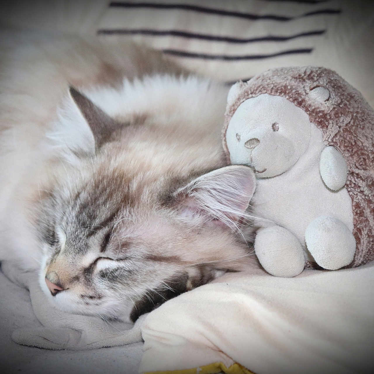 Mandine a rejoint le concours — aidez-le/la à gagner de superbes lots ! animal, blanket, cat, close_up, comfort, cozy, cute, domestic, feline, hedgehog_toy, indoor, nap, pet, pillow, plush_toy, relaxation, resting, sleeping, soft_fur, soft_lighting