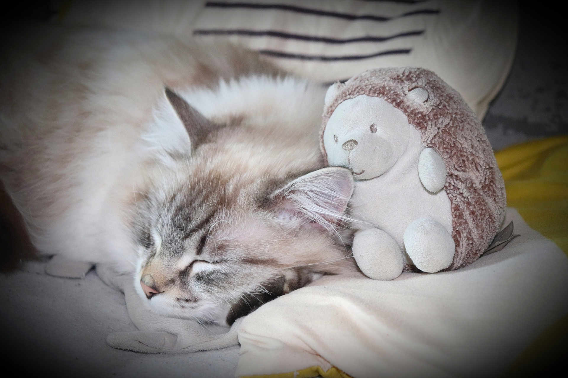 Mandine a rejoint le concours — aidez-le/la à gagner de superbes lots ! animal, blanket, cat, close_up, comfort, cozy, cute, domestic, feline, hedgehog_toy, indoor, nap, pet, pillow, plush_toy, relaxation, resting, sleeping, soft_fur, soft_lighting