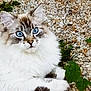 Mandine a rejoint le concours — aidez-le/la à gagner de superbes lots ! cat, fluffy, blue_eyes, outdoor, pebbles, green_leaves, resting, animal, feline, cute, pet, nature, close_up, portrait, whiskers, soft_fur, relaxed, alert, mammal, beautiful