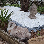Mandine a rejoint le concours — aidez-le/la à gagner de superbes lots ! cat, fluffy_cat, blue_eyes, garden, plants, buddha_statue, white_stones, gray_stones, soil, greenery, outdoor, nature, decor, relaxing, pet, feline, curious, resting, peaceful, ornament