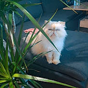 Jungle participe au concours pour gagner de l'argent avec cette photo : cat, fluffy, white_cat, sofa, indoor, plant, green_plant, water_bottle, box, furniture, pet, animal, living_room, curtain, table, relaxing, home, cozy, domestic, portrait