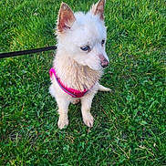 Nala participe au concours pour gagner de l'argent avec cette photo : dog, white_dog, wet_fur, blue_eyes, pink_harness, grass, outdoor, pet, canine, leash, sitting, nature, animal, small_dog, ears_up, daylight, greenery, fur, cute, companion
