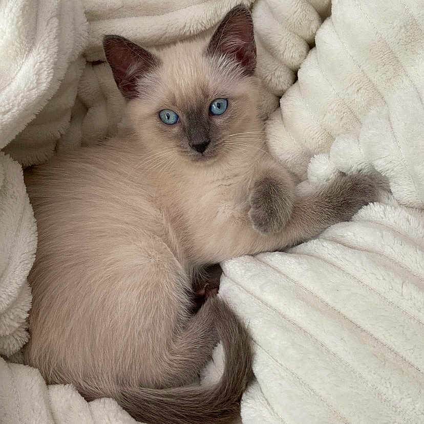 Tya participe au concours pour gagner de l'argent avec cette photo : animal, bed, blanket, cat, furniture, homedecor, kitten, laundry, linen, pet, quilt, siamese, towel, white