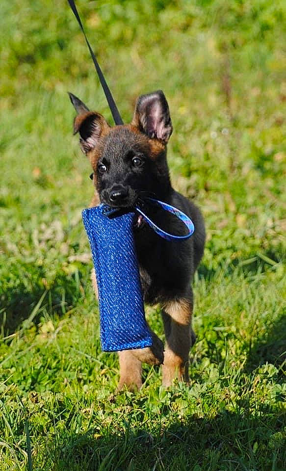 Panzer a rejoint le concours — aidez-le/la à gagner de superbes lots ! canidae, carnivore, collar, companion_dog, dog, dog_breed, dog_collar, dog_supply, electric_blue, fawn, grass, grassland, plant, snout, sporting_group, terrestrial_animal, terrier, toy_dog, working_animal, working_dog