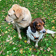 Spike a rejoint le concours — aidez-le/la à gagner de superbes lots ! dog, grass, leaf, outdoor, pet, nature, animal, canine, brown, white, golden, fur, collar, sitting, two_animals, leafy_ground, autumn, greenery, park, daylight