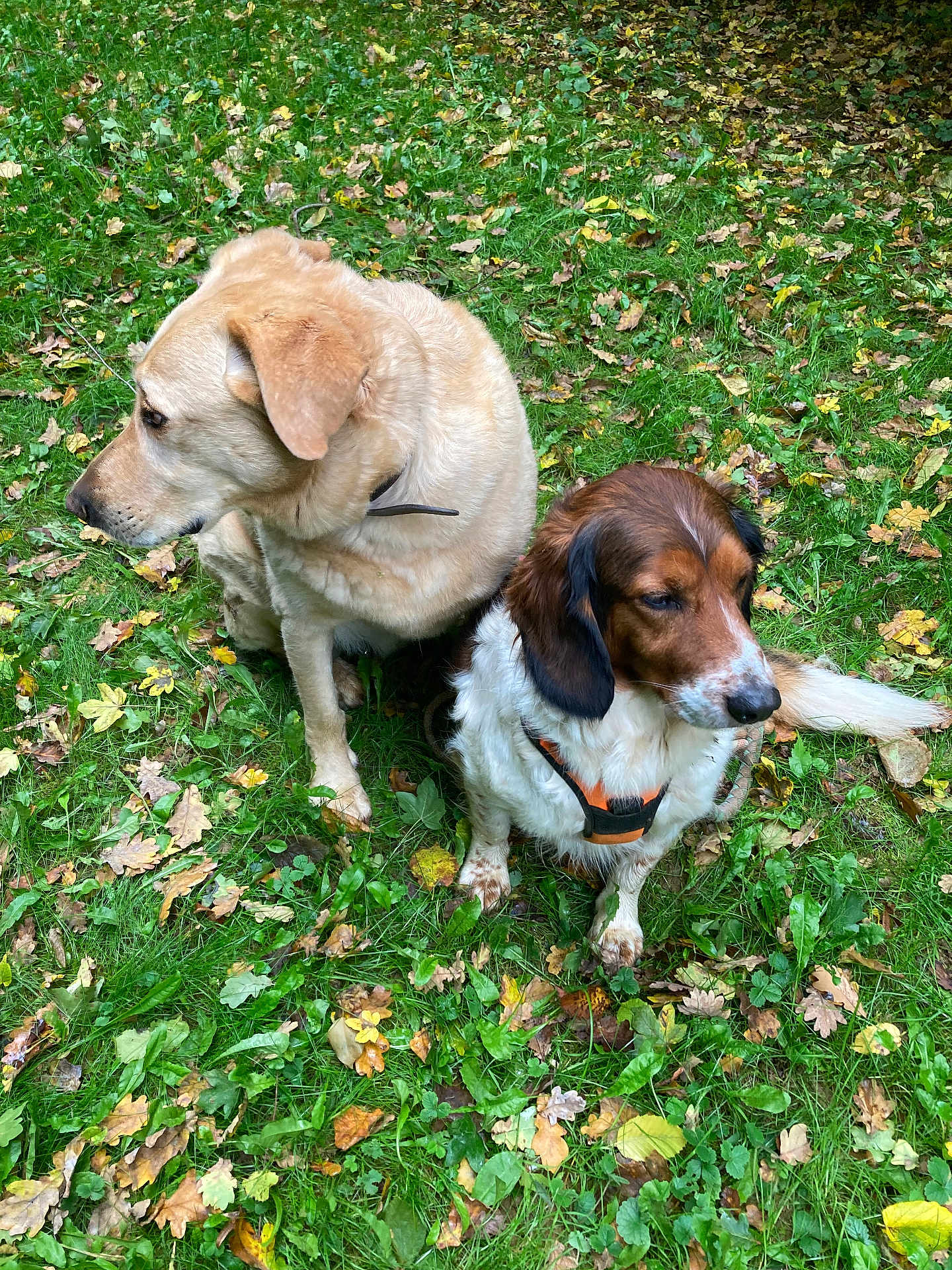 Spike a rejoint le concours — aidez-le/la à gagner de superbes lots ! dog, grass, leaf, outdoor, pet, nature, animal, canine, brown, white, golden, fur, collar, sitting, two_animals, leafy_ground, autumn, greenery, park, daylight
