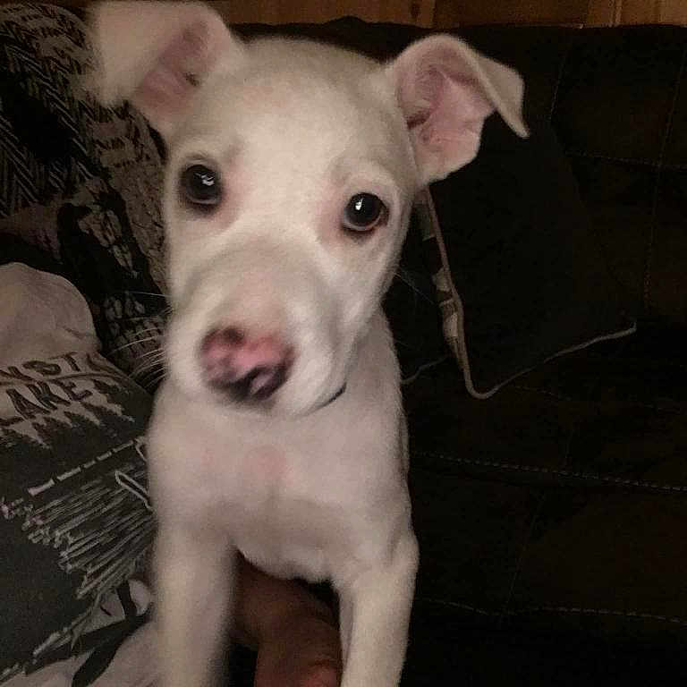 Woofie is registered to the contest to win money with this photo: adorable, blanket, close_up, couch, cozy, dog, domestic_animal, ears, eyes, human_hand, indoor, looking_at_camera, nose, pet, pillow, portrait, puppy, sofa, white_dog, young_dog