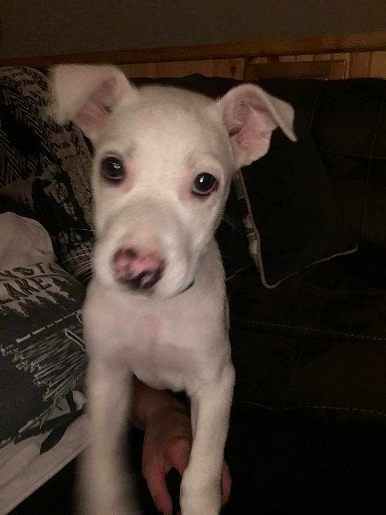 Woofie is registered to the contest to win money with this photo: adorable, blanket, close_up, couch, cozy, dog, domestic_animal, ears, eyes, human_hand, indoor, looking_at_camera, nose, pet, pillow, portrait, puppy, sofa, white_dog, young_dog