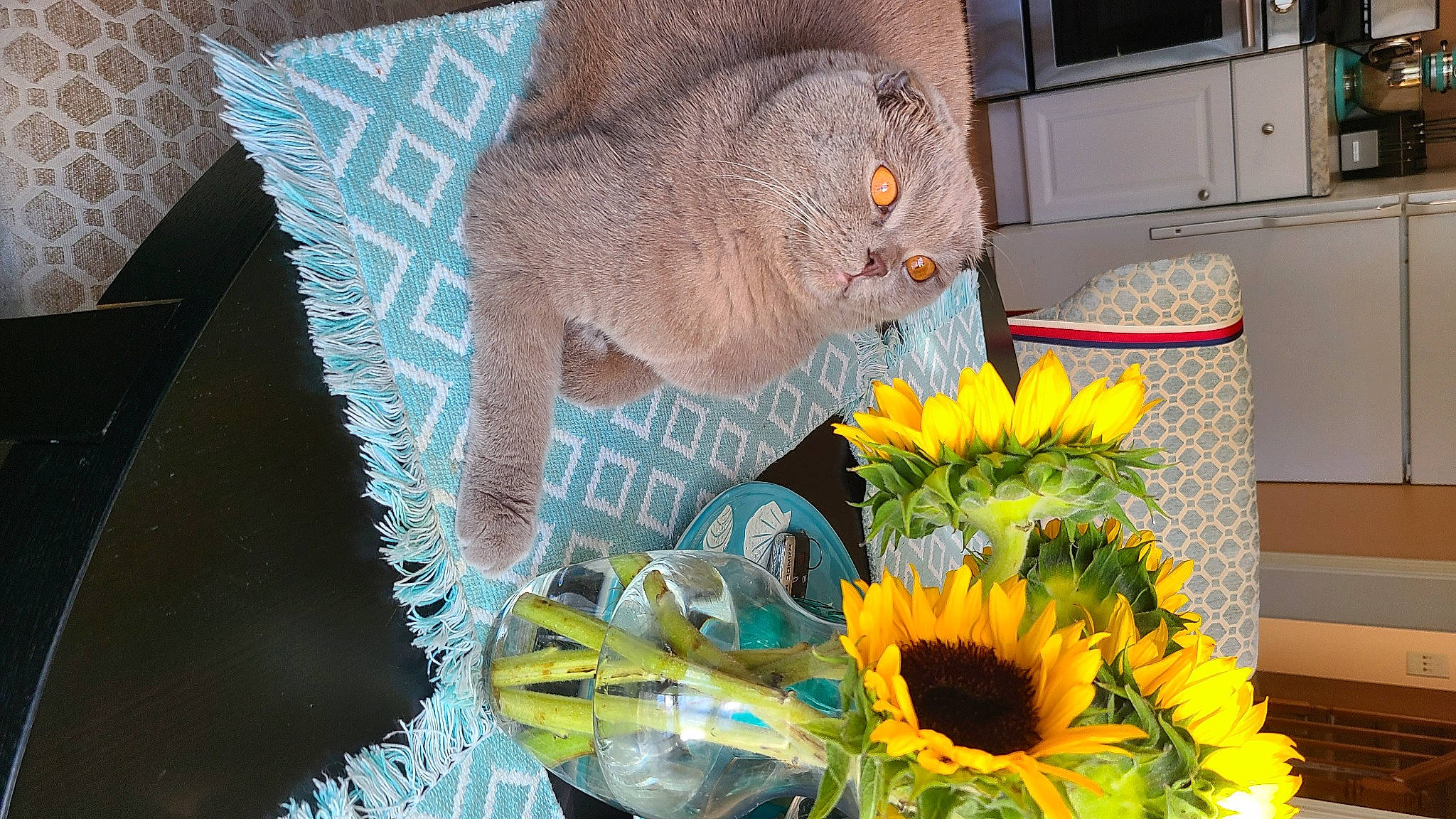 Milo is registered to the contest to win money with this photo: annual_plant, bouquet, carnivore, cat, domestic_short_haired_cat, fawn, felidae, flower, flower_arranging, flowering_plant, fur, home_appliance, kitchen_appliance, microwave_oven, petal, plant, small_to_medium_sized_cats, television, whiskers, yellow