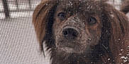 Mila is registered to the contest to win money with this photo: animal, background, cold, curious, daytime, dog, ears, face, fence, fur, looking, mesh, nose, outdoor, pet, screen, snow, snowflakes, window, winter