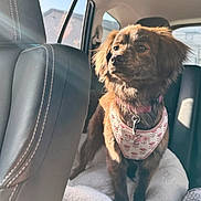 Mila joined the competition — help win amazing prizes! animal, brown_dog, canine, car_interior, car_seat, daylight, dog, dog_harness, domestic_animal, furry, indoor, leather_seat, looking_away, pet, plush_bed, seat, sitting, sunlight, transport, window