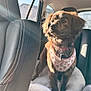 animal, brown_dog, canine, car_interior, car_seat, daylight, dog, dog_harness, domestic_animal, furry, indoor, leather_seat, looking_away, pet, plush_bed, seat, sitting, sunlight, transport, window
