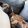 Mila is registered to the contest to win money with this photo: animal, brindle, canine, comfortable, companion, couch, cozy, dog, domestic, fur, furniture, home, indoor, laying_down, living_room, pet, pillow, relaxed, resting, sleepy