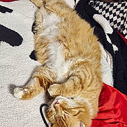 Chad is registered to the contest to win money with this photo: cat, orange_tabby, sleeping, fluffy, pet, cozy, blanket, indoor, relaxed, fur, whiskers, paws, curled_up, textured, soft, resting, domestic_cat, animal, cute, comfort