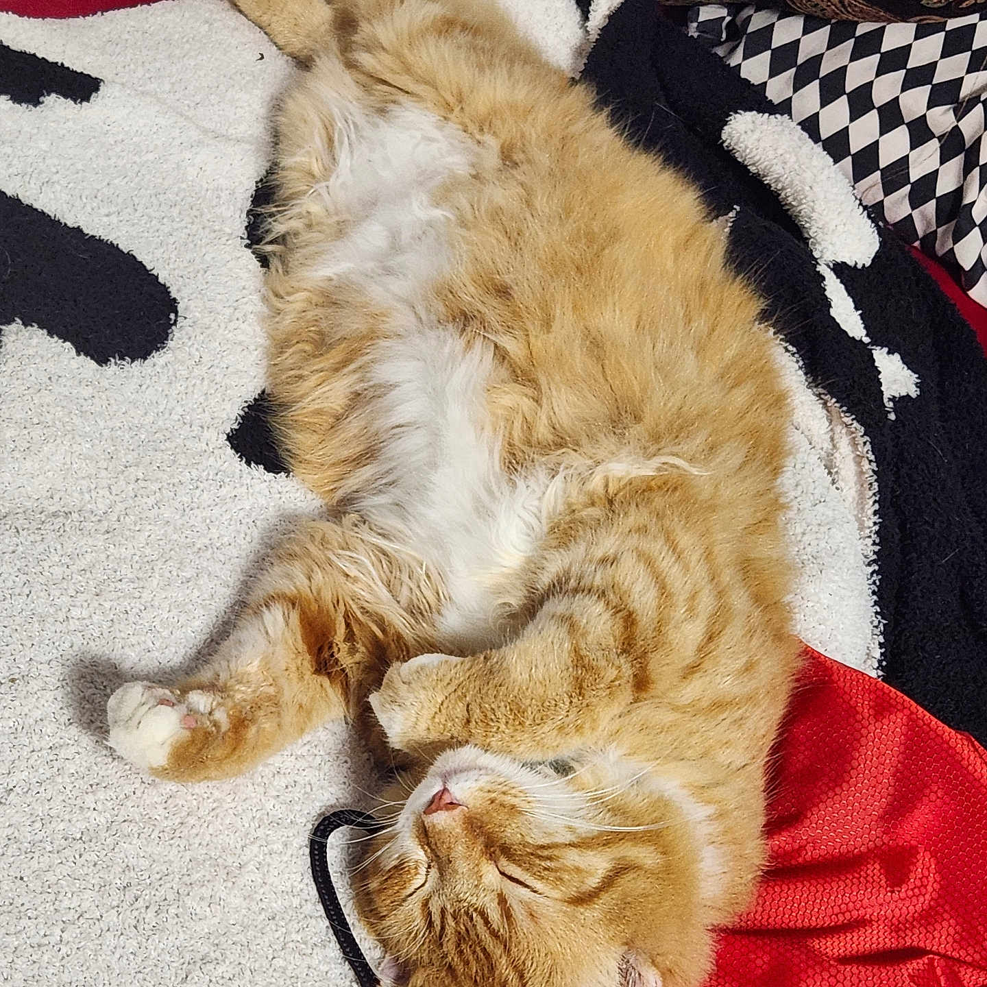 Chad is registered to the contest to win money with this photo: animal, blanket, cat, comfort, cozy, curled_up, cute, domestic_cat, fluffy, fur, indoor, orange_tabby, paws, pet, relaxed, resting, sleeping, soft, textured, whiskers