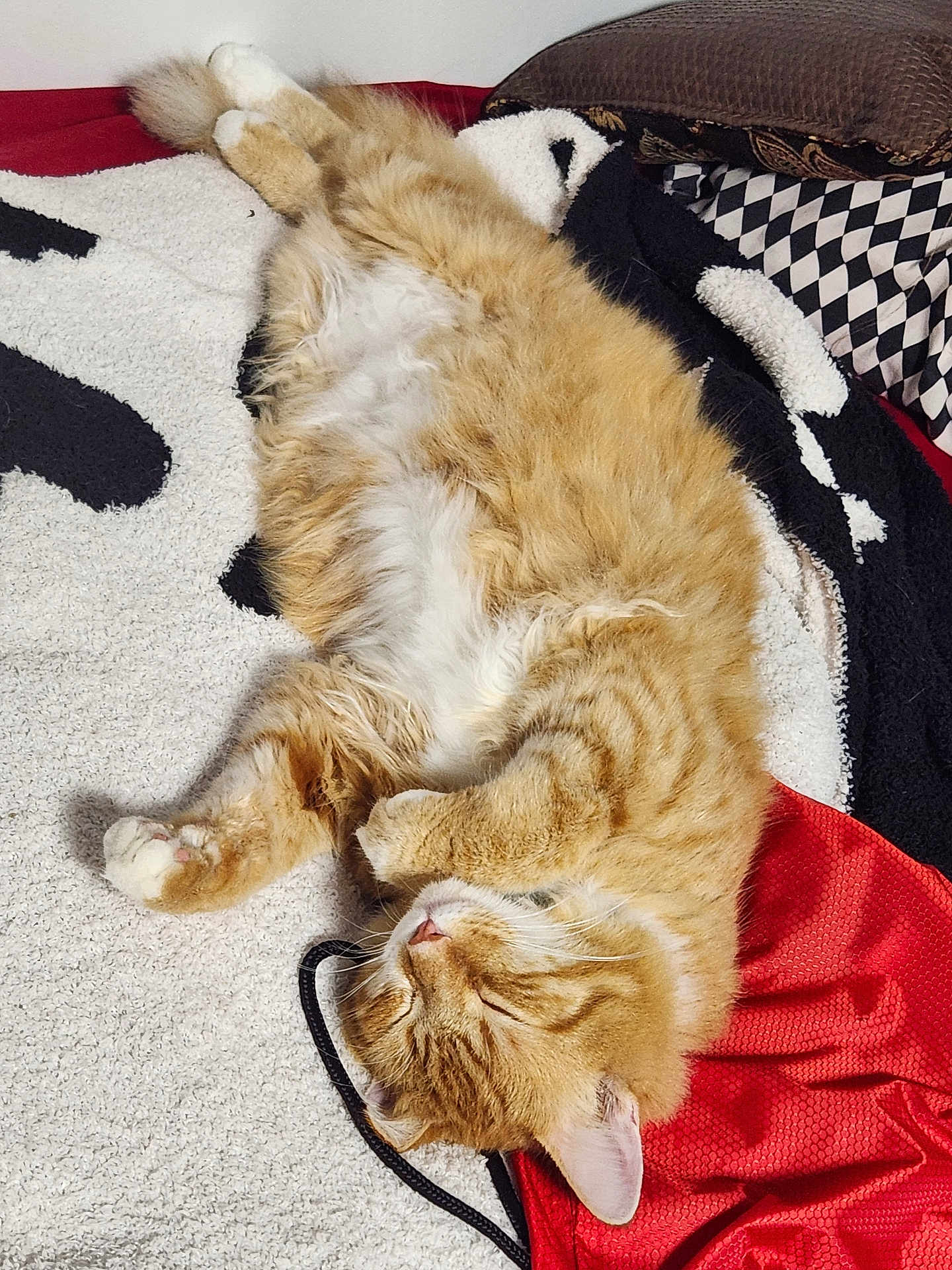 Chad is registered to the contest to win money with this photo: cat, orange_tabby, sleeping, fluffy, pet, cozy, blanket, indoor, relaxed, fur, whiskers, paws, curled_up, textured, soft, resting, domestic_cat, animal, cute, comfort