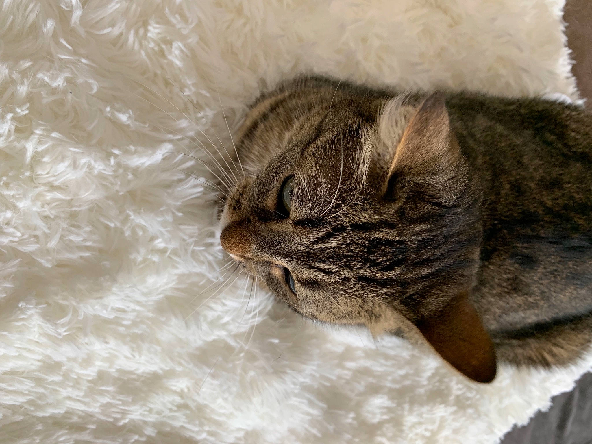 Confetti a rejoint le concours — aidez-le/la à gagner de superbes lots ! carnivore, cat, close_up, domestic_short_haired_cat, fawn, felidae, freezing, fur, grey, paw, plant, small_to_medium_sized_cats, snout, tail, terrestrial_animal, tree, whiskers, winter, wood, wool