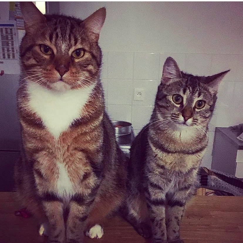 Confetti a rejoint le concours — aidez-le/la à gagner de superbes lots ! carnivore, cat, domestic_short_haired_cat, felidae, fur, iris, paw, photo_caption, rectangle, sitting, small_to_medium_sized_cats, snout, square, tail, whiskers, window