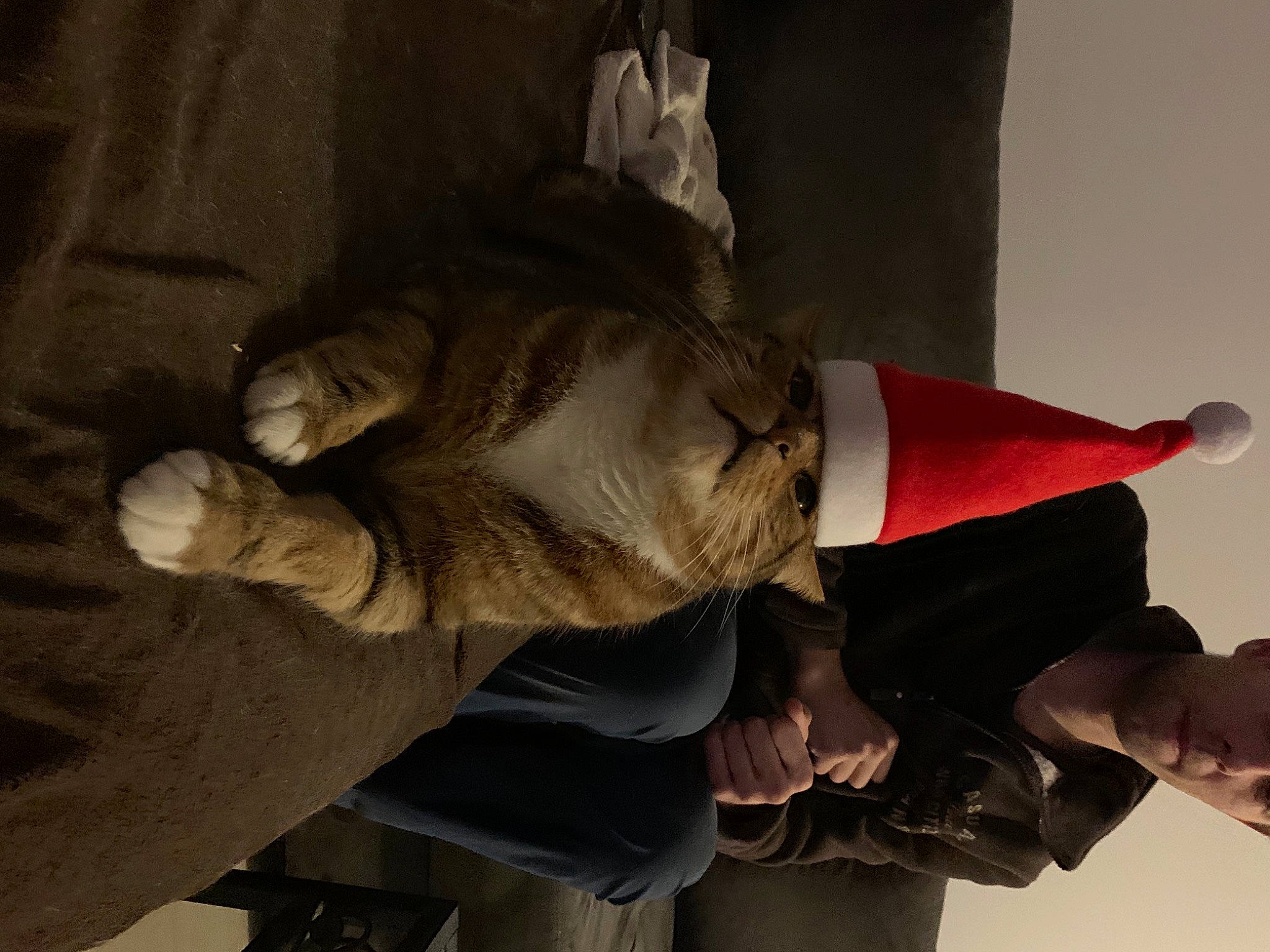 Pompon a rejoint le concours — aidez-le/la à gagner de superbes lots ! comfort, elbow, event, finger, flesh, fur, gesture, human_leg, knee, room, sleeve, thigh, wood, wrinkle, wrist