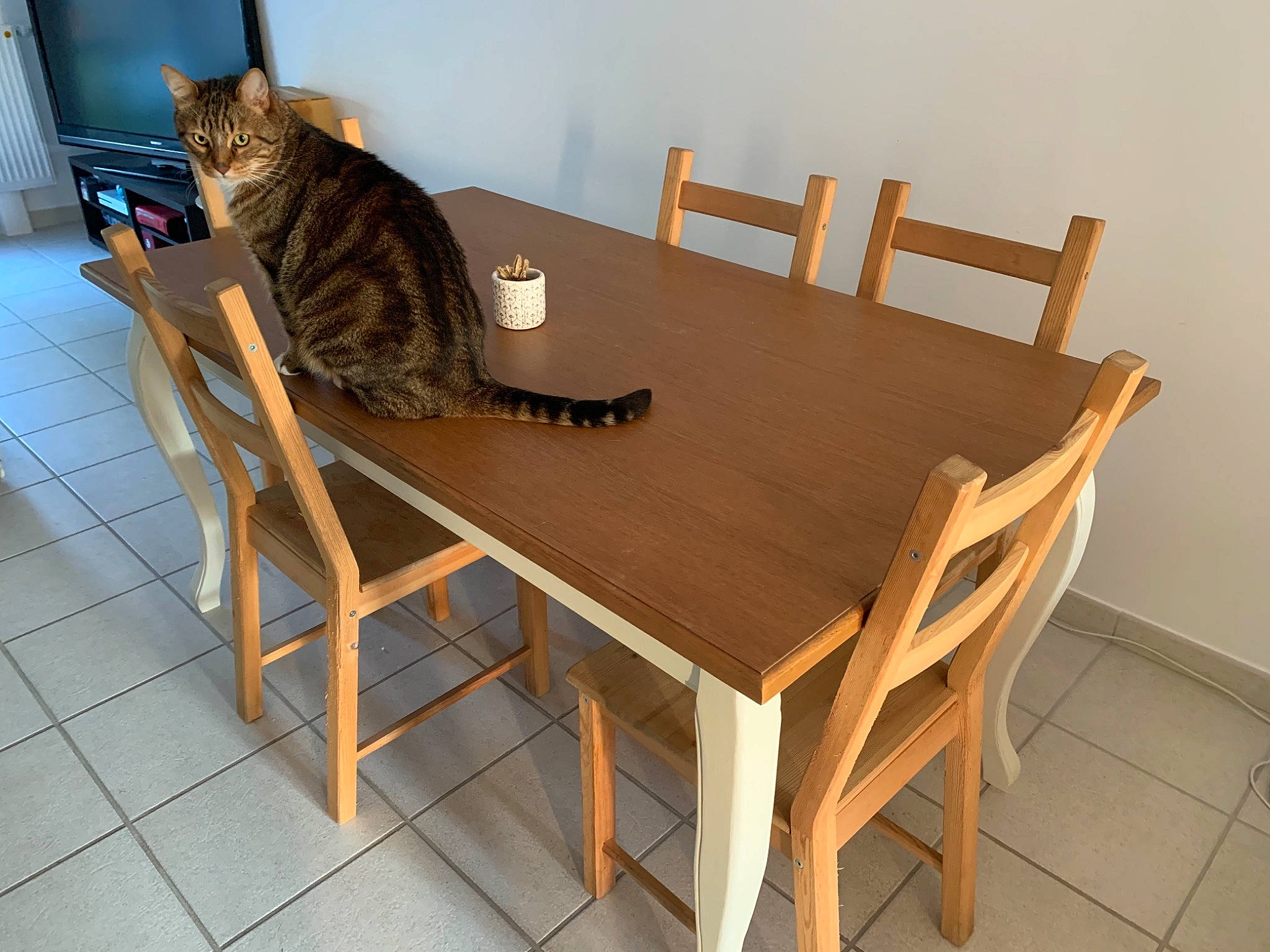 Pompon participe au concours pour gagner de l'argent avec cette photo : carnivore, cat, chair, comfort, composite_material, felidae, flooring, furniture, hardwood, outdoor_furniture, outdoor_table, plywood, rectangle, small_to_medium_sized_cats, table, tableware, tail, whiskers, wood, wood_stain