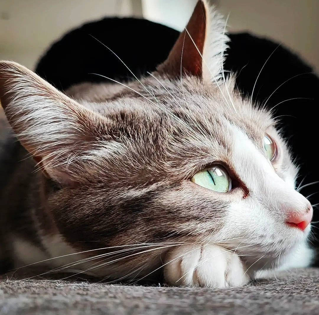 Talya participe au concours pour gagner de l'argent avec cette photo : carnivore, cat, comfort, domestic_short_haired_cat, ear, felidae, fur, paw, small_to_medium_sized_cats, snout, whiskers