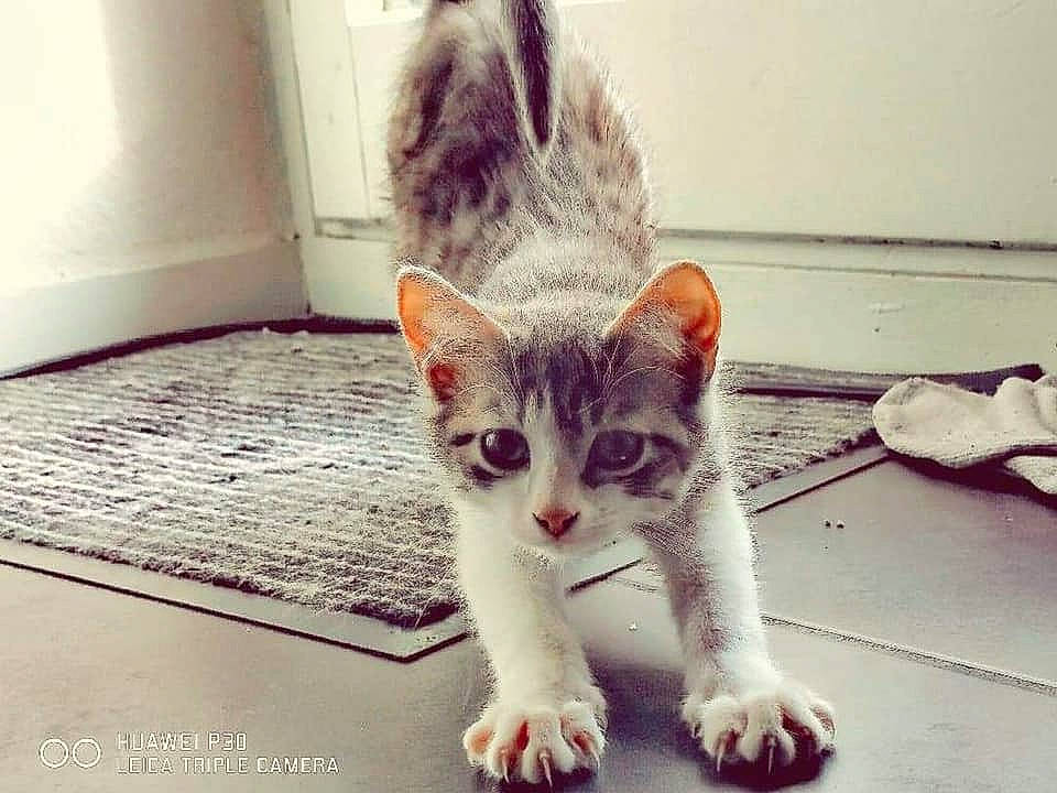 Talya participe au concours pour gagner de l'argent avec cette photo : aegean_cat, asian, carnivore, cat, domestic_short_haired_cat, ear, european_shorthair, eye, felidae, fur, kitten, leg, mammal, nose, paw, photo_caption, polydactyl_cat, small_to_medium_sized_cats, tabby_cat, whiskers