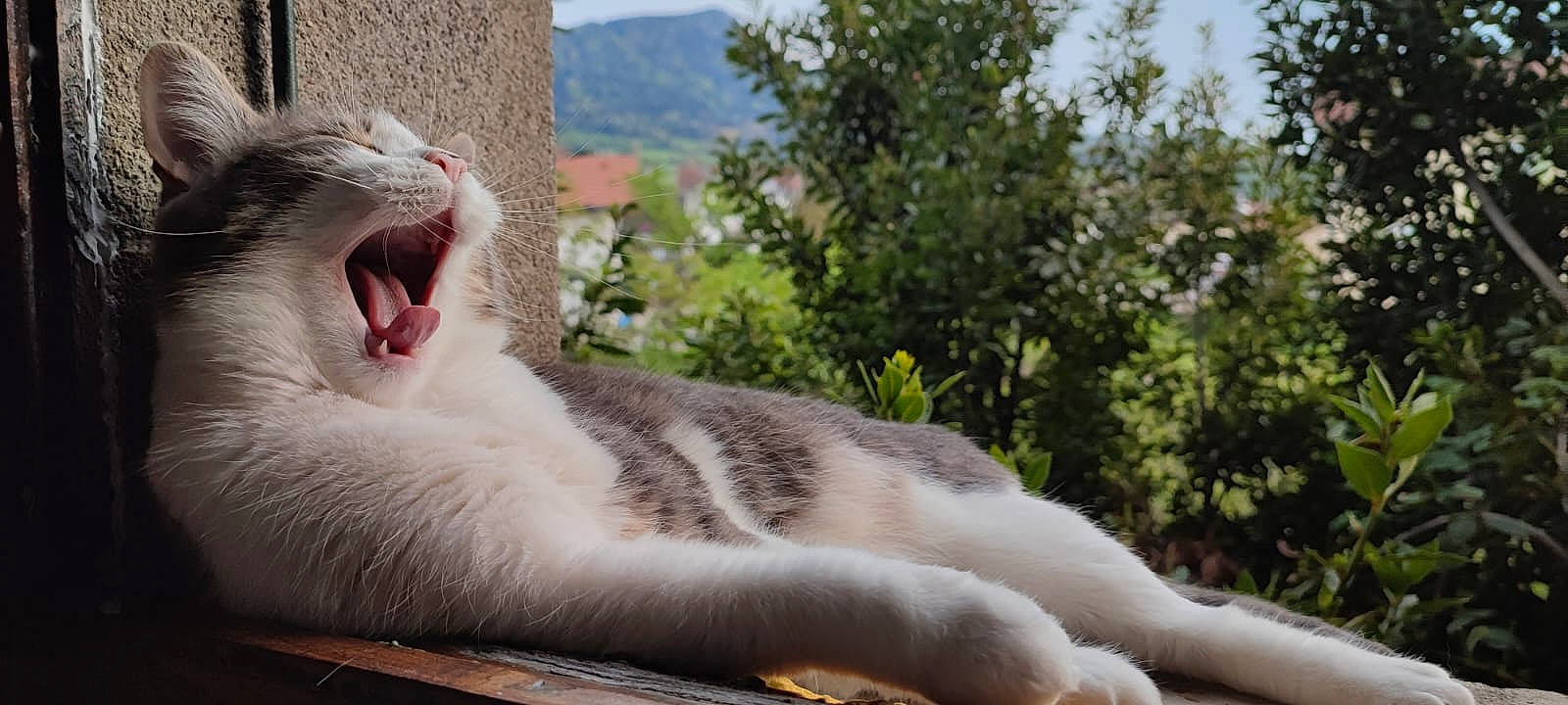 Talya participe au concours pour gagner de l'argent avec cette photo : carnivore, cat, domestic_short_haired_cat, fang, felidae, fur, grass, paw, plant, roar, sky, small_to_medium_sized_cats, snout, tail, terrestrial_animal, tree, whiskers, wildlife, window, yawn