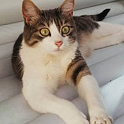 étoile a rejoint le concours — aidez-le/la à gagner de superbes lots ! cat, tabby_cat, feline, pet, green_eyes, whiskers, paws, claws, relaxed, lounging, white_mattress, striped_fur, domestic_cat, closeup, portrait, ear, nose, pink_nose, indoor, sleepy