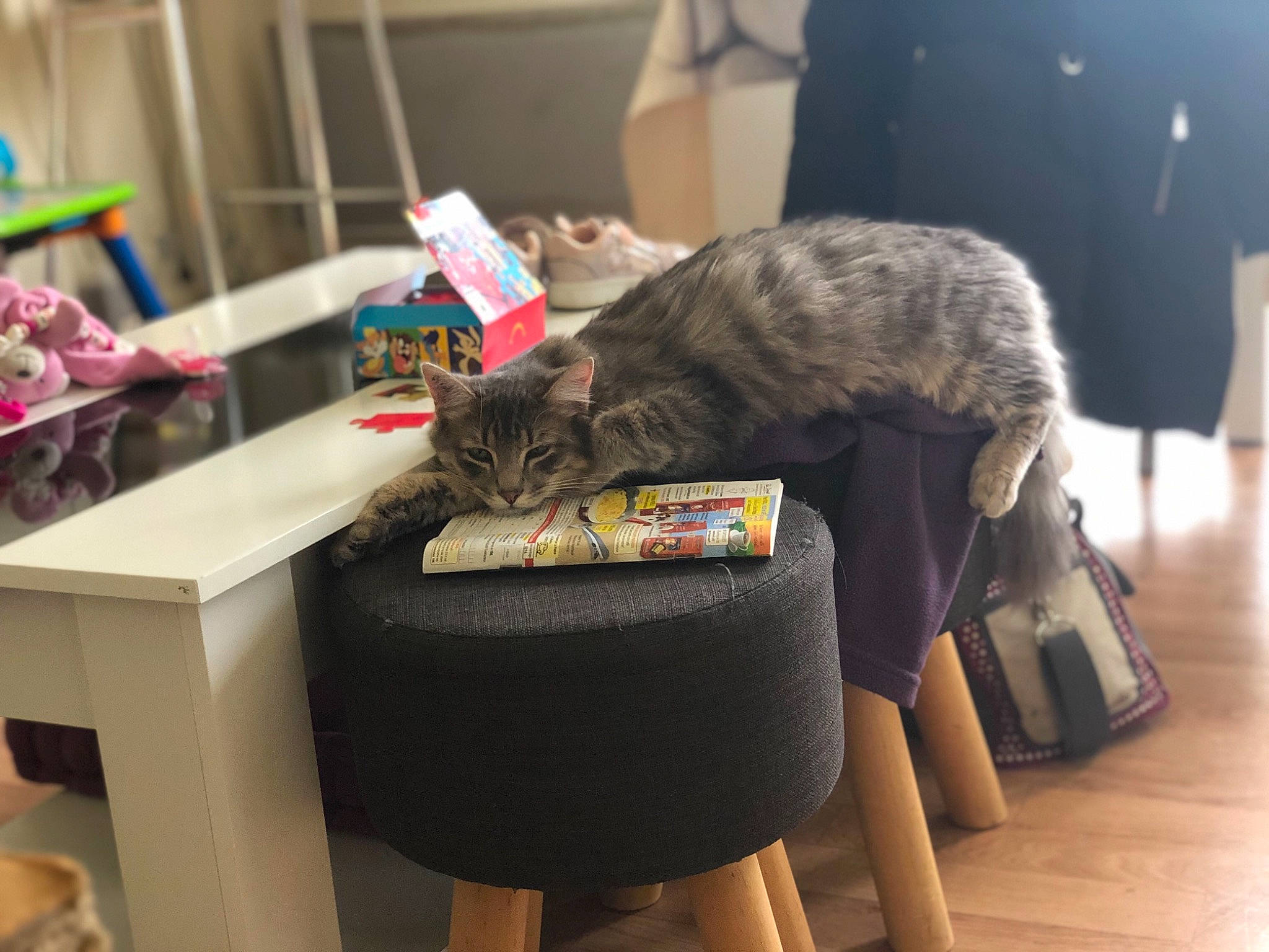 Silver a rejoint le concours — aidez-le/la à gagner de superbes lots ! carnivore, cat, chair, comfort, domestic_short_haired_cat, felidae, flooring, fur, furniture, hardwood, human_leg, lap, nap, sitting, small_to_medium_sized_cats, table, tail, whiskers, wood, wood_flooring
