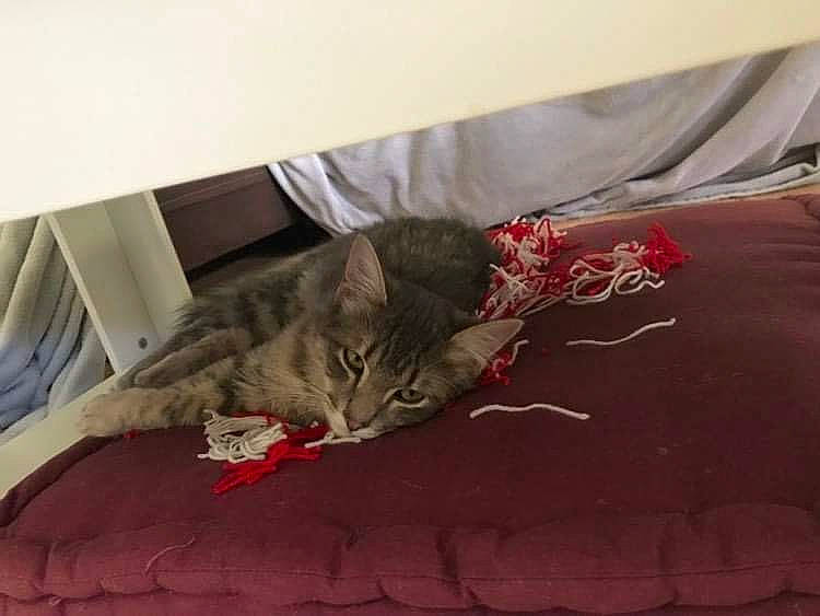 Silver a rejoint le concours — aidez-le/la à gagner de superbes lots ! bed, bed_sheet, bedding, blanket, carmine, carnivore, cat, comfort, domestic_short_haired_cat, felidae, fur, linens, magenta, room, small_to_medium_sized_cats, tail, tints_and_shades, whiskers, wood