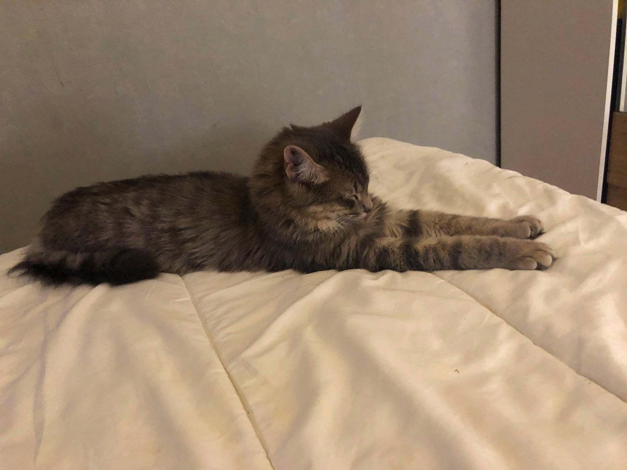 Silver a rejoint le concours — aidez-le/la à gagner de superbes lots ! bed, bed_sheet, bedding, bedroom, carnivore, cat, comfort, domestic_short_haired_cat, duvet, felidae, fur, grey, linens, room, small_to_medium_sized_cats, snout, tail, terrestrial_animal, textile, whiskers