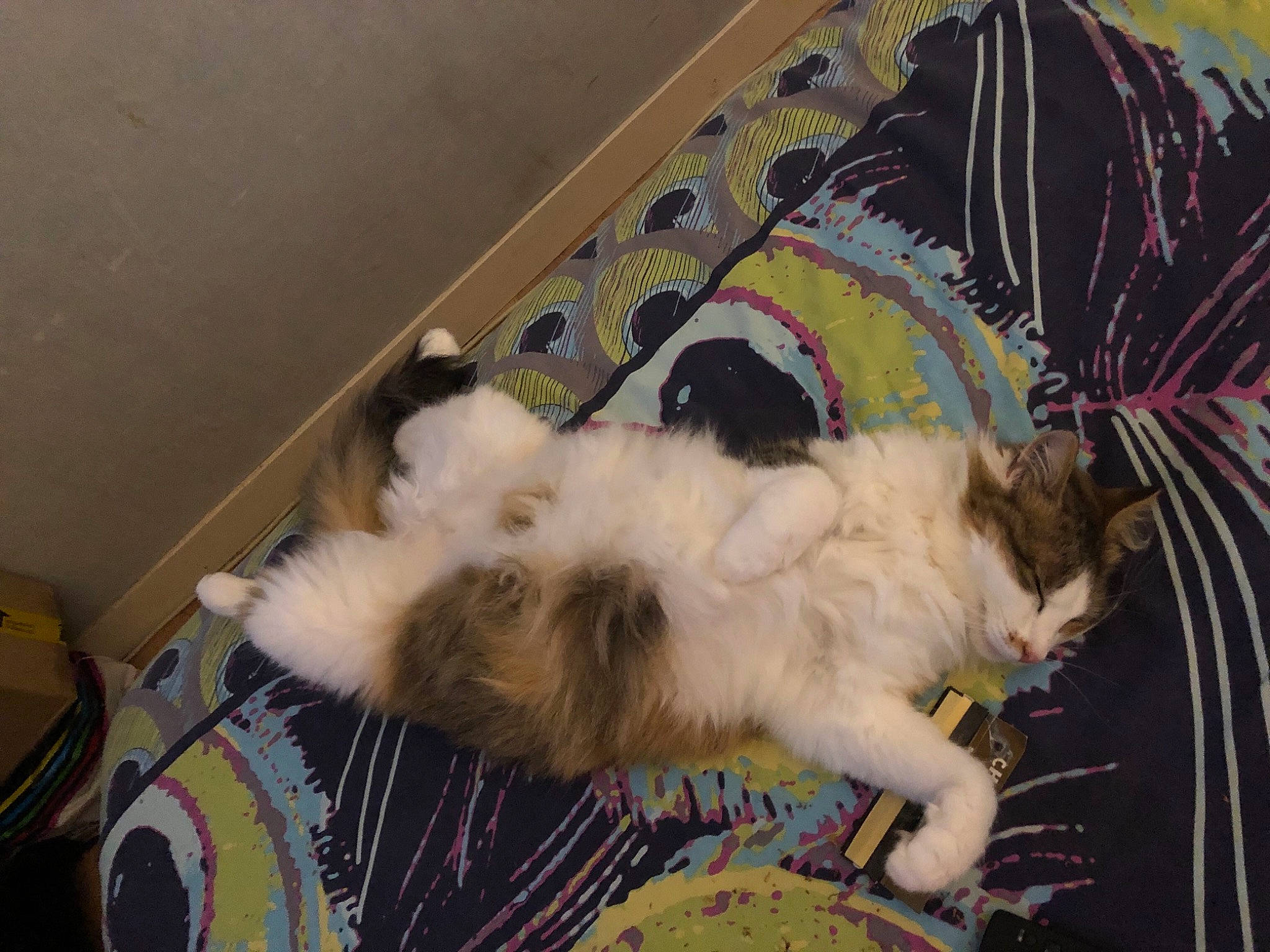 Douce participe au concours pour gagner de l'argent avec cette photo : canidae, carnivore, cat, comfort, companion_dog, couch, dog_breed, domestic_short_haired_cat, fawn, felidae, fur, hardwood, nap, paw, room, small_to_medium_sized_cats, sporting_group, sports_equipment, tail, whiskers