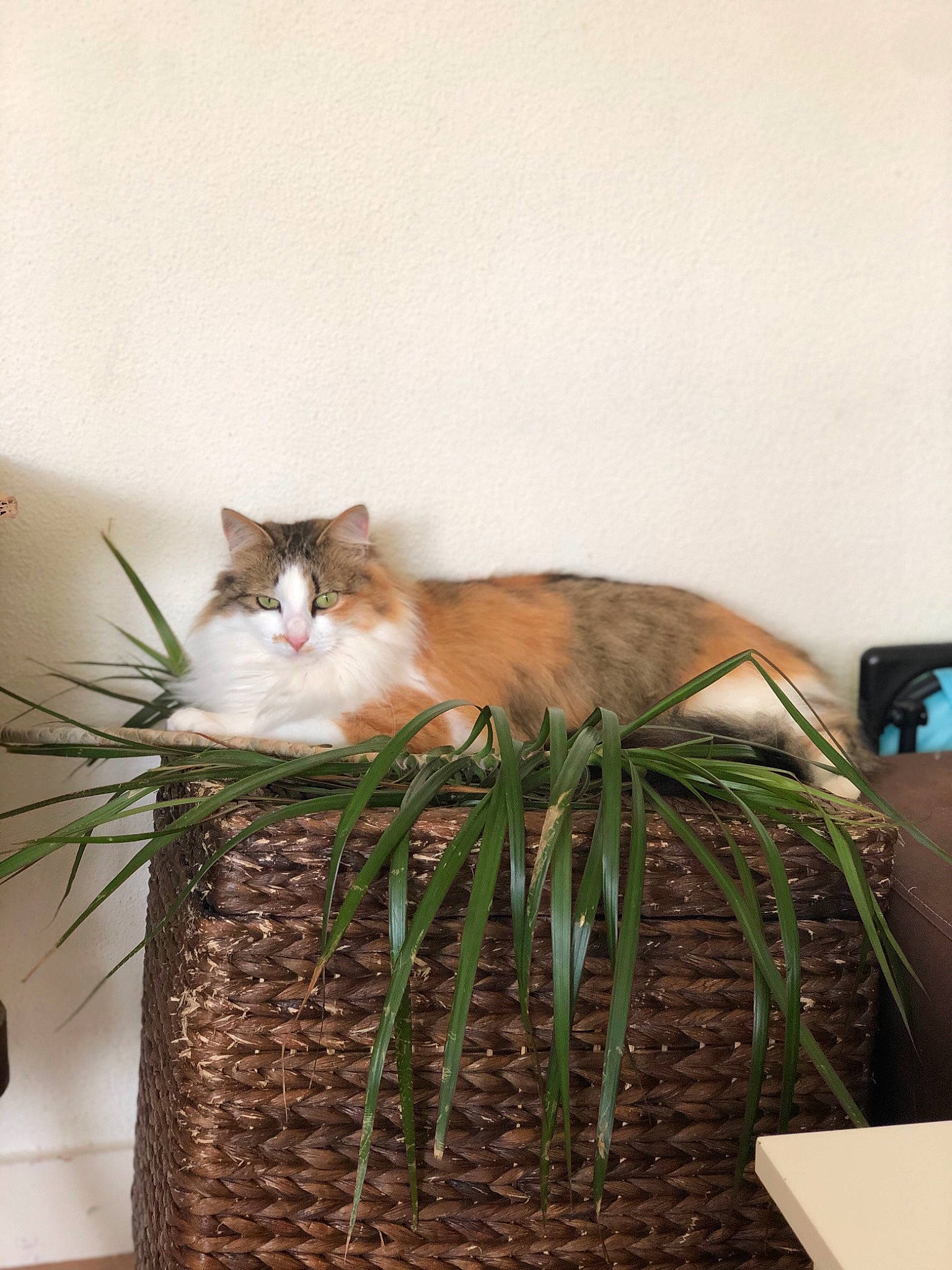 Douce participe au concours pour gagner de l'argent avec cette photo : carnivore, cat, domestic_short_haired_cat, fawn, felidae, flowerpot, fur, grass, hardwood, herb, houseplant, plant, room, sitting, small_to_medium_sized_cats, tail, twig, whiskers, window, wood