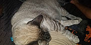 Pancho joined the competition — help win amazing prizes! british_shorthair, carnivoran, cat, cat_like_mammal, chartreux, claw, dog_breed_group, domestic_short_haired_cat, fur, kitten, mammal, nap, paw, russian_blue, siamese, small_to_medium_sized_cats, snout, thai, tonkinese, whiskers