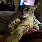 Pancho joined the competition — help win amazing prizes! carnivoran, cat, cat_like_mammal, domestic_short_haired_cat, dragon_li, european_shorthair, fur, kitten, mammal, pixie_bob, small_to_medium_sized_cats, snout, tabby_cat, whiskers