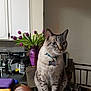 Pancho joined the competition — help win amazing prizes! cat, cat_like_mammal, domestic_short_haired_cat, fur, kitten, mammal, small_to_medium_sized_cats, tabby_cat, whiskers, window